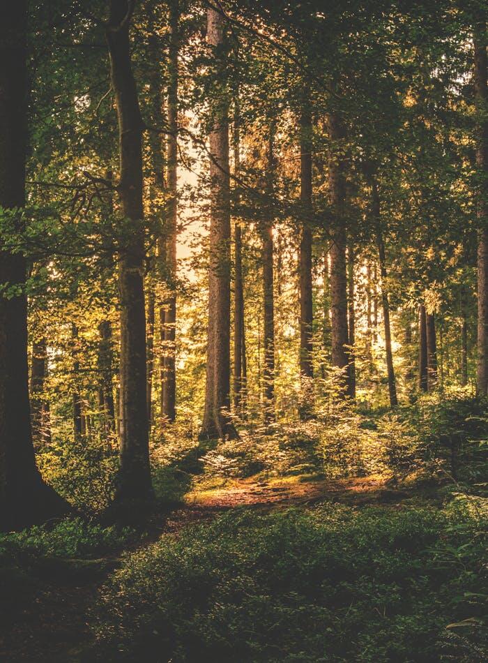 Foresta con luce mattutina