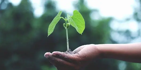 Vegetazione lussureggiante